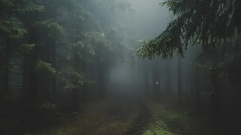 Sapnuoti mišką: pasiklydimas, takas ir uogos