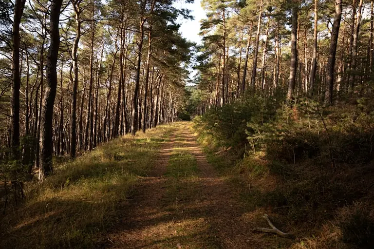 Sapnuoti mišką: pasiklydimas, takas ir uogos