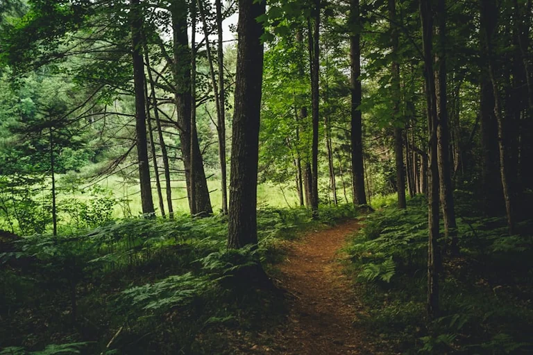 Sapnuoti mišką: pasiklydimas, takas ir uogos