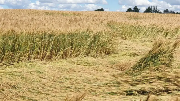 Auksinis kviečių laukas, kurio dalis pasėlių yra išgulę dėl stipraus vėjo ir lietaus.