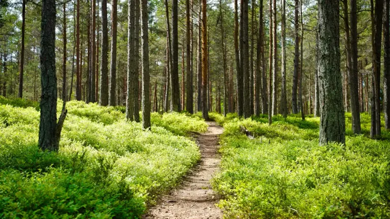 Rugpjūčio 22–23 d.: Arlaviškės, Dūkšta ar Marcinkonys