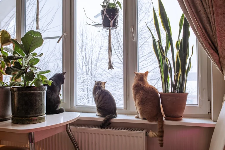 Rugpjūčio 8-oji: namų saugumo patikra katėms