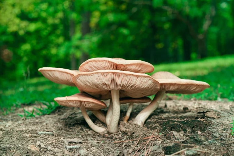 Rugsėjo 5–6 d. miške: saugos planas grybautojams