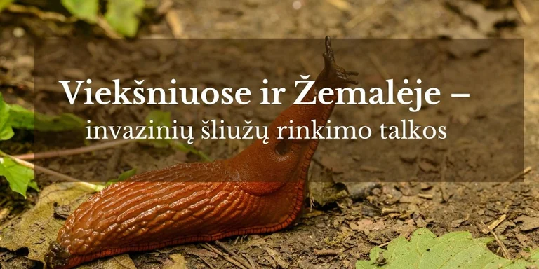 Viekšniuose ir Žemalėje – nemokamos šliužų talkos