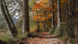 Jaukus rudens miško takas su spalvingais medžiais ir nukritusiais lapais