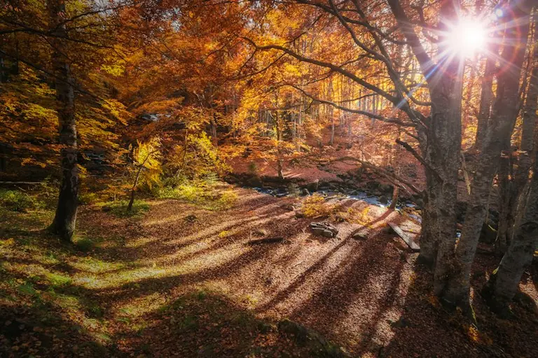 Rudens lygiadienis 2026: astronominė pradžia rugsėjo 22-ąją